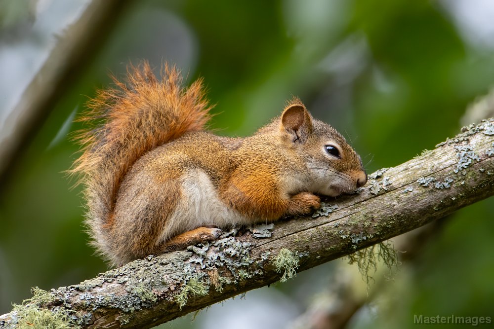 North American Red Squirrel